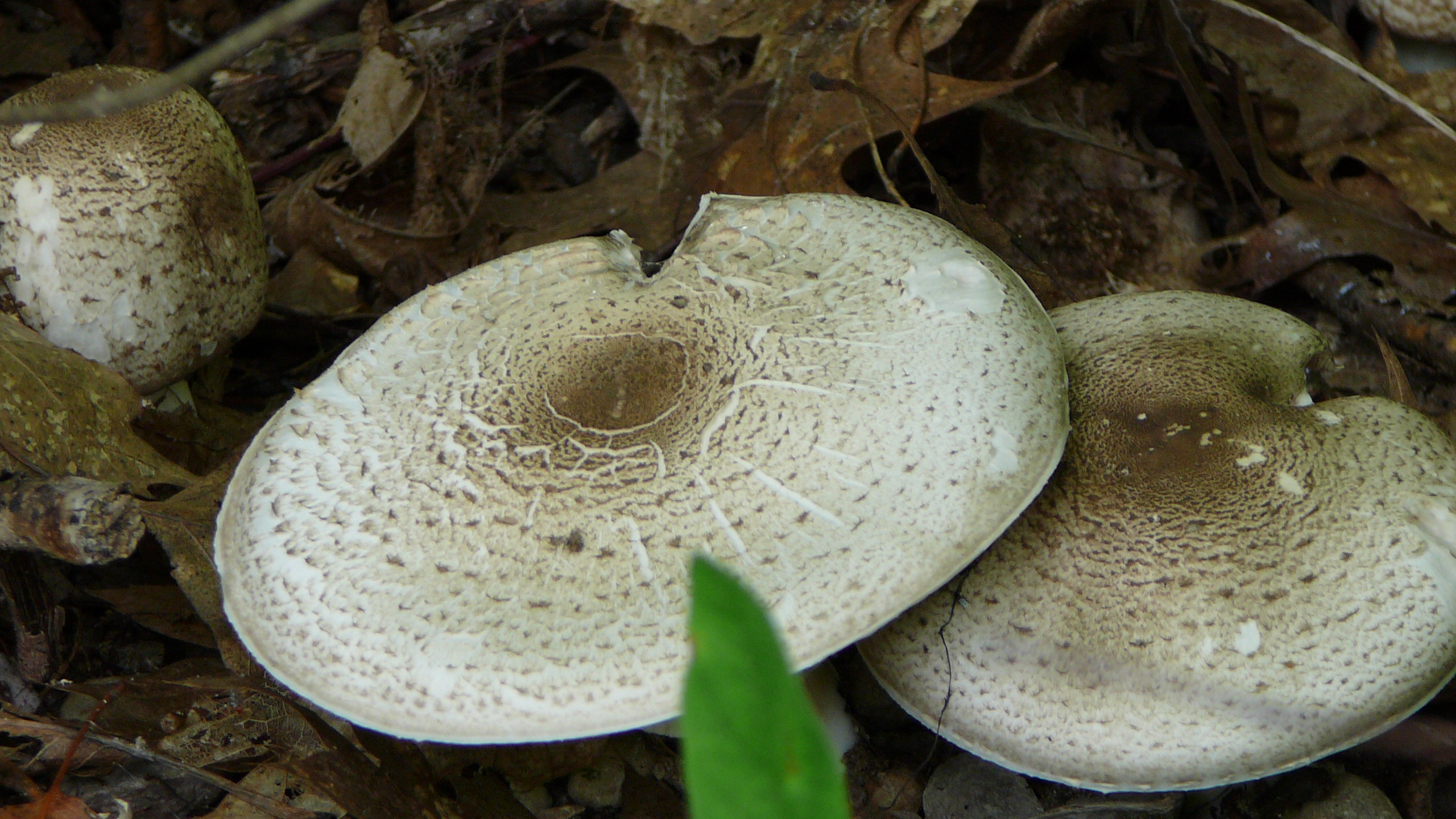 You are currently viewing If He’s good enough for the rocks, He’s good enough for the mushrooms!