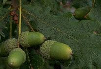 Oak leaf & acorns